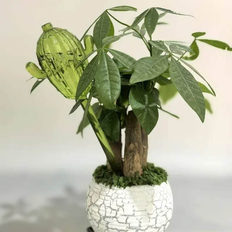 Unique Clear Plant Watering Ca - Gardening Tools For Beginners 리뷰 및 가격