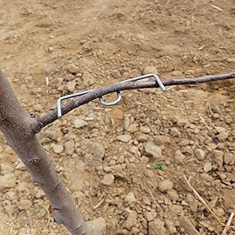 30pcs/set Fruit Tree Branch Pu - Root Watering Spike 리뷰 및 가격