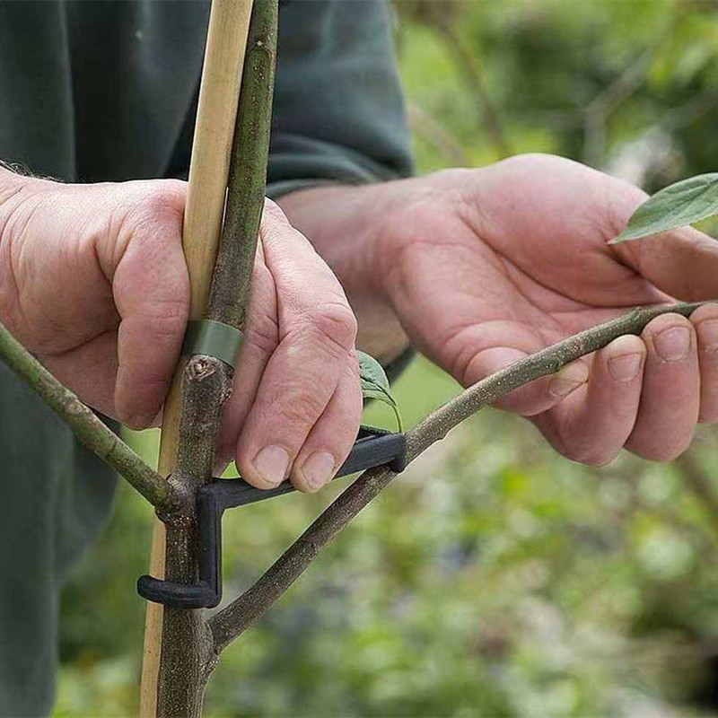 10-30Pcs Fruit Tree Clips Plan - Root Watering Spike 리뷰 및 가격
